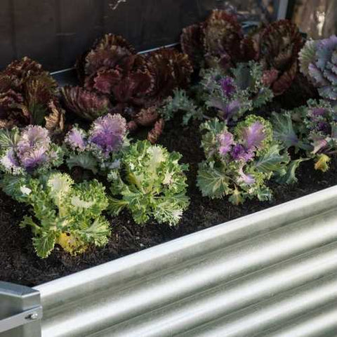 Image of Metal Raised Garden Bed Planter Box with Greenhouse Cover